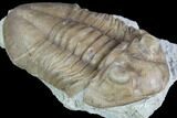 Asaphus (New Species) Trilobite - Russia #89061-1